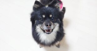 避妊手術に行ってきました