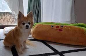 ホットドッグベッドを