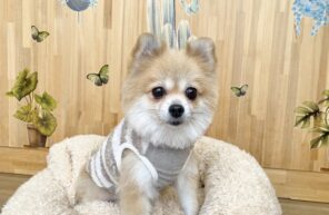 ポメラニアンの女の子