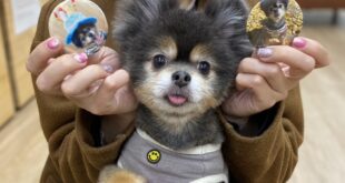 テオ君の缶バッチ