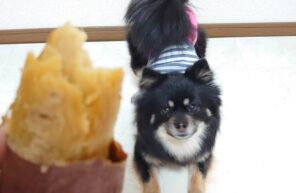 ジャスミンちゃんとお芋