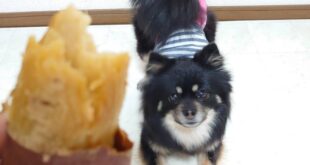 ジャスミンちゃんとお芋