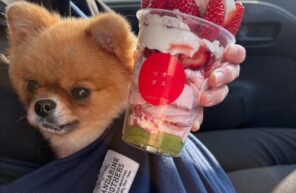 ぺこちゃんとイチゴ