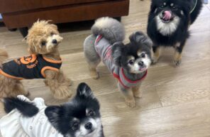 ポメ、ポメ、ポメ(^^♪