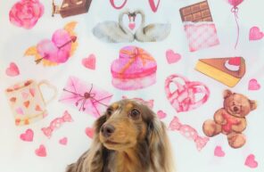 きなこちゃん＆もなかちゃん