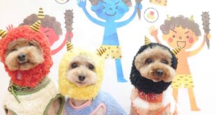 まもちゃん一家、ご来店