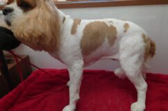 クレアちゃんのマッサージ