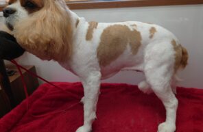 クレアちゃんのマッサージ