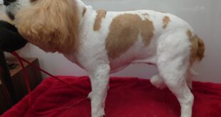 クレアちゃんのマッサージ