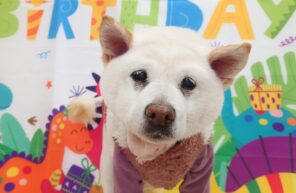 わさこちゃんお誕生日おめでとう🎉