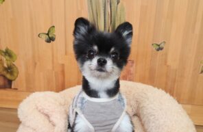 ポメラニアンの女の子