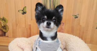 ポメラニアンの女の子