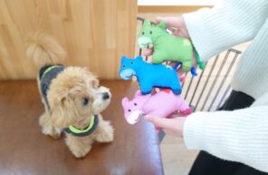 きなこ君のです！