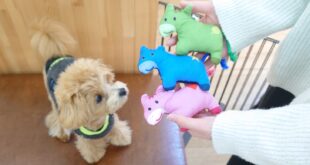 きなこ君のです！