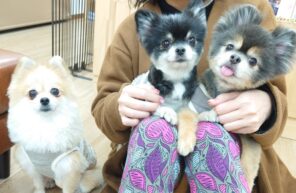 会いに来てくれました(*^-^*)