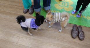 あたちゃんファミリーが来てくれました