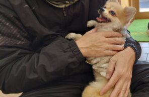 ぺこちゃんのパパも(⌒∇⌒)