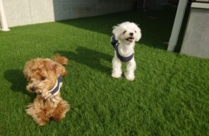 ひかるちゃんとお外遊び