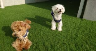 ひかるちゃんとお外遊び