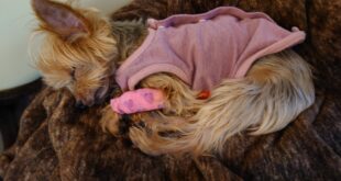 なおるちゃん、奇跡を起こします！