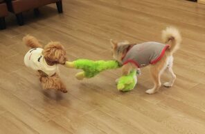 こころVSひかる