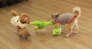 こころVSひかる