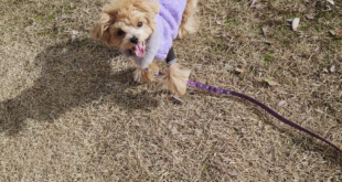 お散歩の時のおしっこ、どうしてますか？