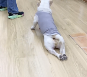 おもちちゃんのマッサージ