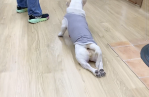 おもちちゃんのマッサージ