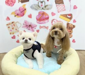 獅子丸くん＆マロンちゃん