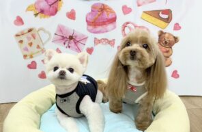 獅子丸くん＆マロンちゃん