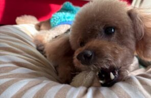 カンチとへちま