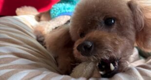 カンチとへちま