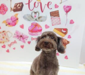 りんちゃん＆のんちゃん