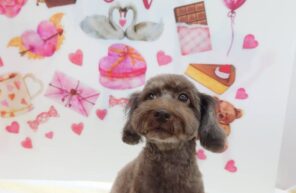 りんちゃん＆のんちゃん