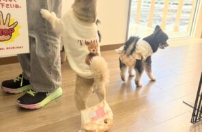 オヤツ欲しすぎて