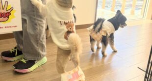 オヤツ欲しすぎて