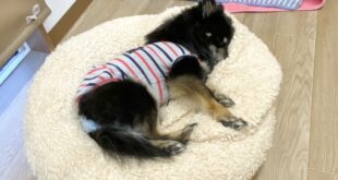 ジャスミンちゃん