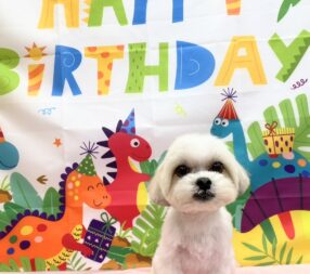 タンタンお誕生日おめでとう🎉