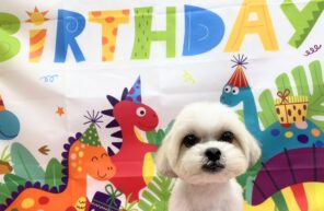 タンタンお誕生日おめでとう🎉