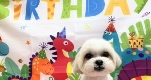 タンタンお誕生日おめでとう🎉