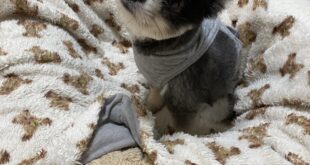 ミオちゃん、避妊手術に行ってきました。