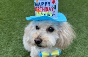 ナッツ君、お誕生日おめでとう🎉