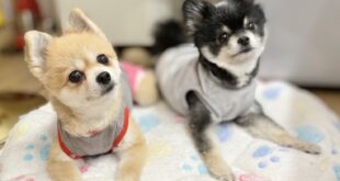 手術組、出勤してます☆