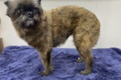 エリーちゃんのマッサージ