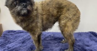 エリーちゃんのマッサージ