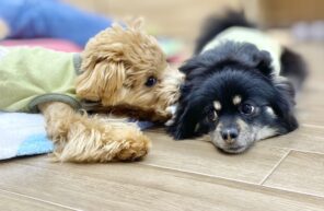 ジャスミンちゃんVSこころ