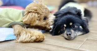 ジャスミンちゃんVSこころ