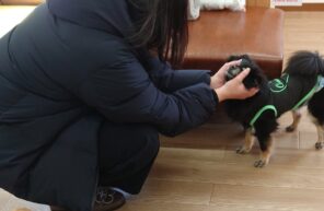 ぞうきん泥棒とジャスミンちゃん