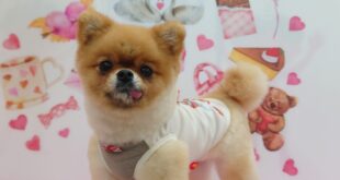 ぺこちゃんが来てくれました(#^^#)